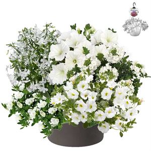 Afbeelding van HP30 XXL Mix 08